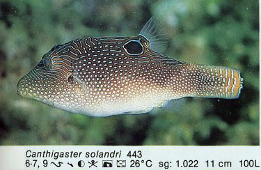 Canthigaster solandri
